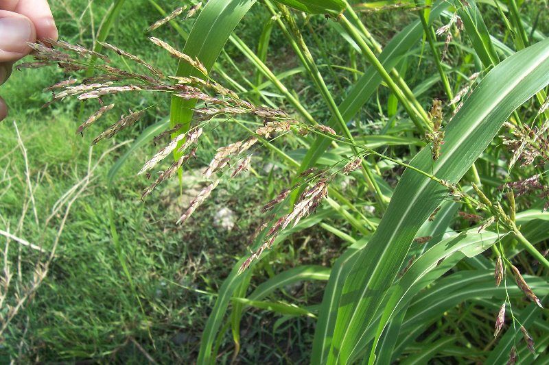 Sorghum halepense