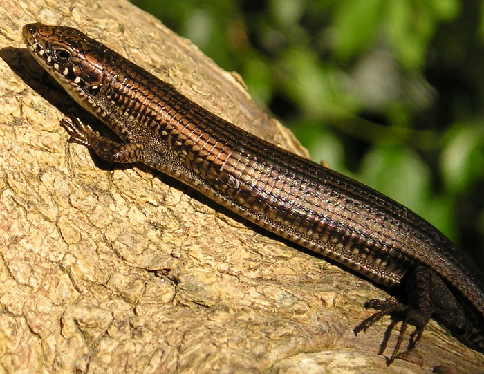 Tetradactylus seps Tetradactylus seps