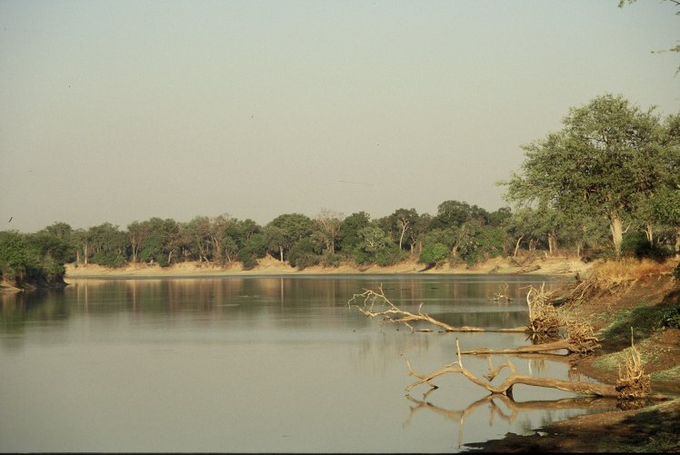 Luangwa River , Kingdom of the hippopotamus