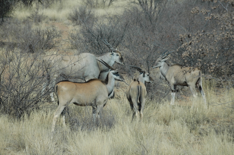 Tragelaphus oryx oryx Tragelaphus oryx oryx