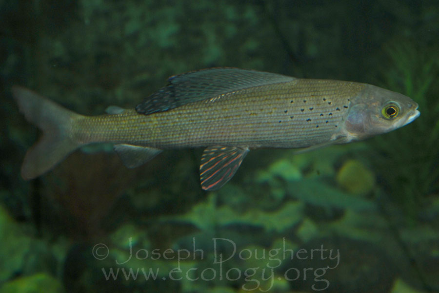 Thymallus arcticus Thymallus arcticus