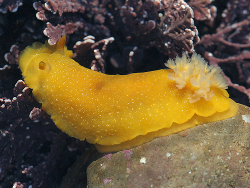 Doriopsilla albopunctata Doriopsilla albopunctata