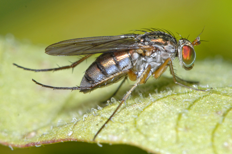 Dolichopus canaliculatus Dolichopus canaliculatus