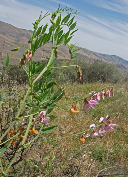Lathyrus jepsonii var. californicus