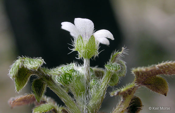 Nemophila parviflora var. parviflora
