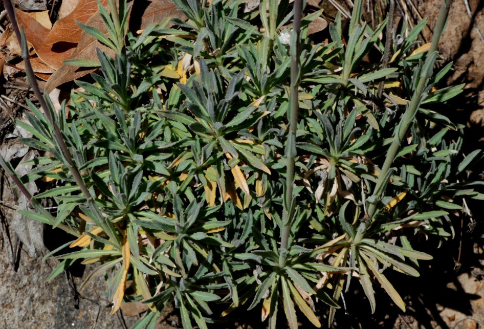 Arabis sparsiflora var. arcuata