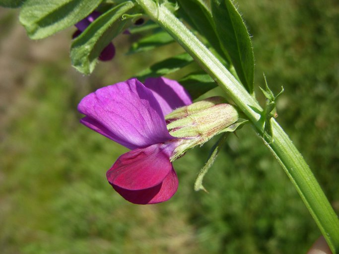 Vicia sativa ssp. sativa