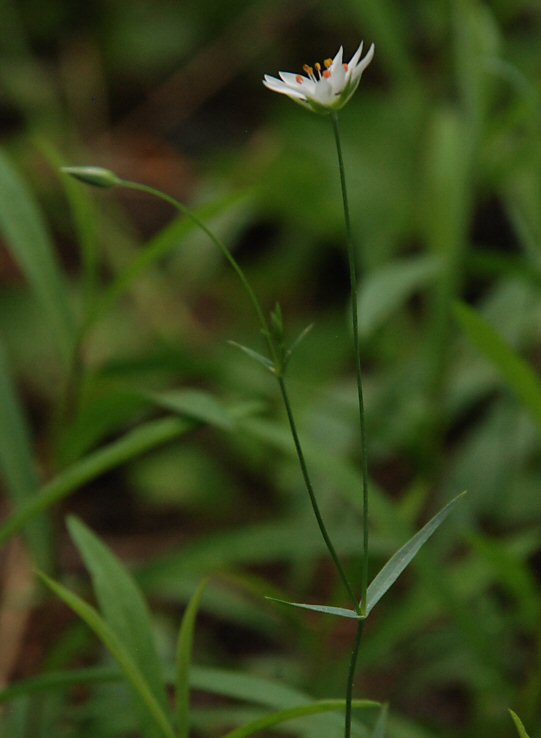 Stellaria longipes ssp. longipes