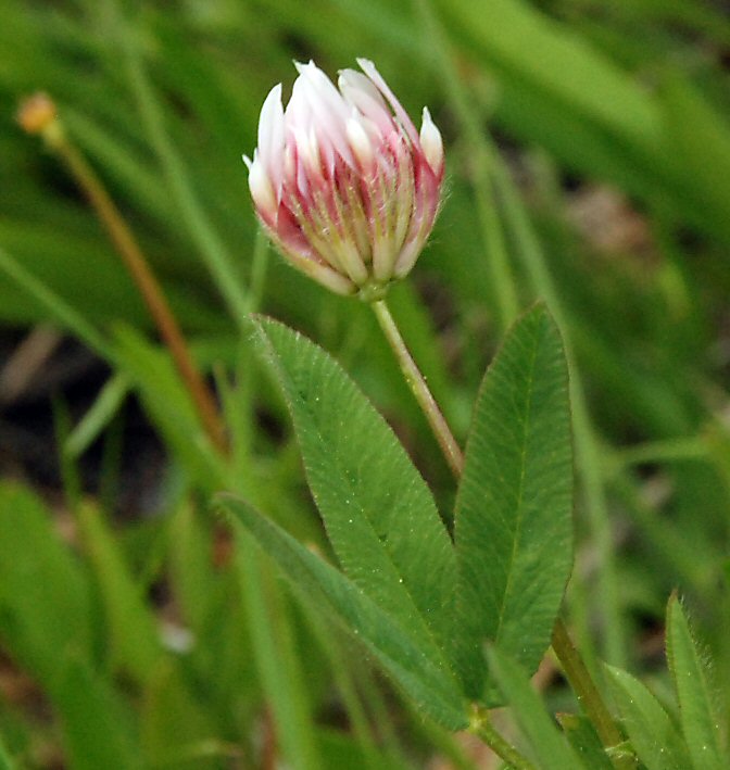 Trifolium longipes var. nevadense