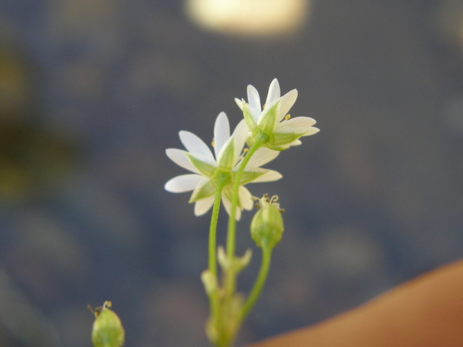 Stellaria longifolia