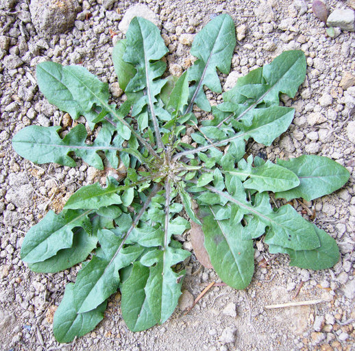 Crepis capillaris image