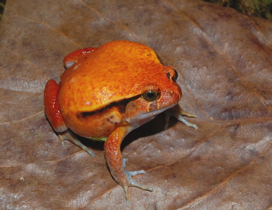 Dyscophus guineti Dyscophus guineti