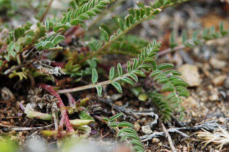 Astragalus lentiginosus var. semotus