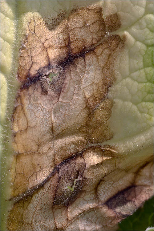 Ramularia primulae