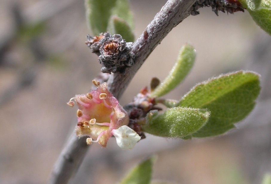 Prunus eremophila