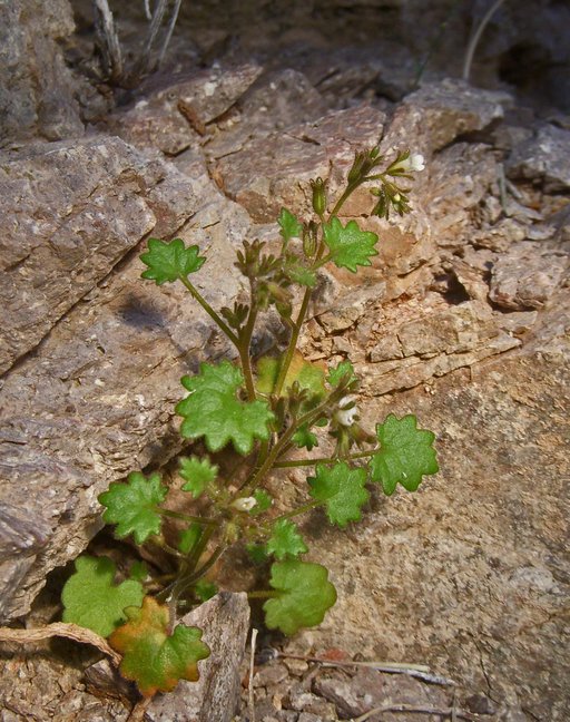 Phacelia rotundifolia