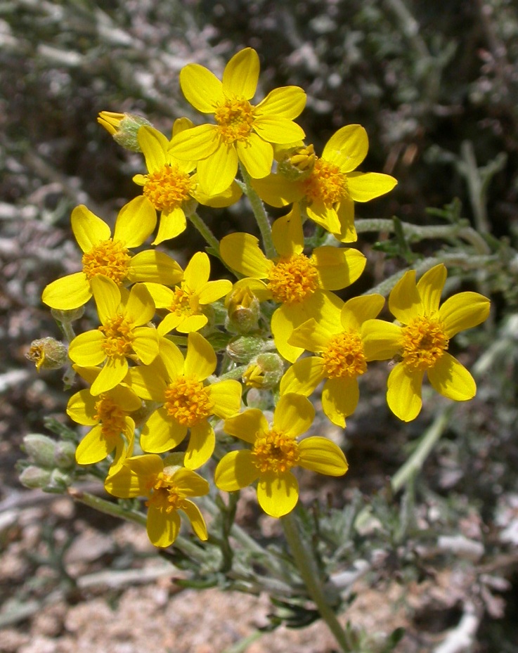 Calphotos Eriophyllum Confertiflorum Var Confertiflorum