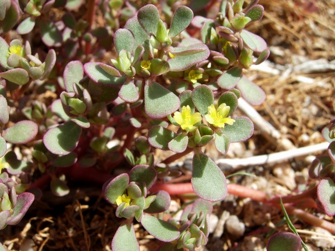 Portulaca oleracea ssp. impolita