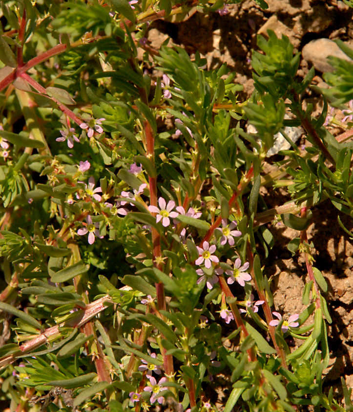 Lythrum hyssopifolia