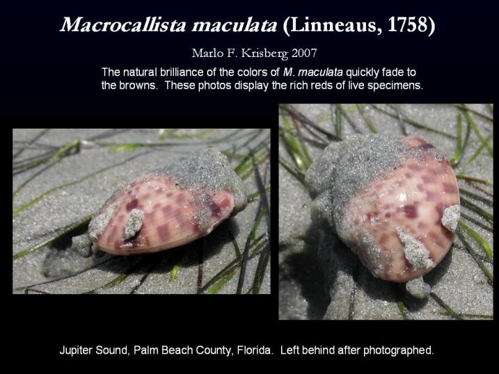 Macrocallista maculata