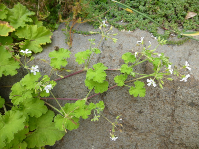 Pelargonium odoratissimum