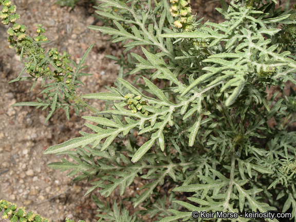 Ambrosia confertiflora