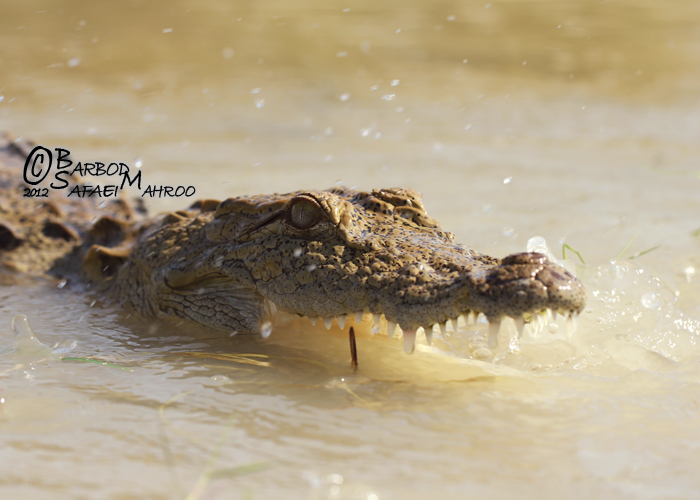 Crocodylus palustris