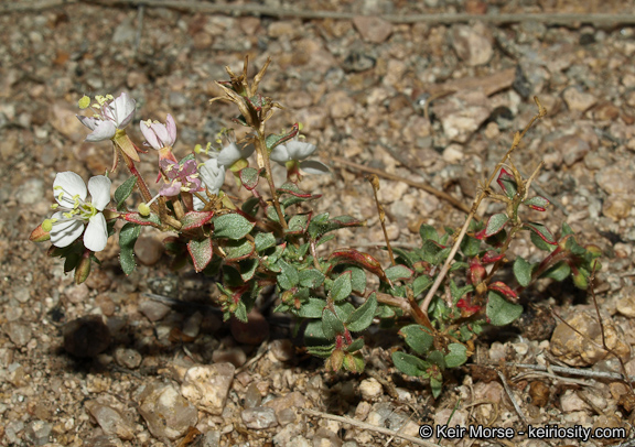 Eremothera boothii ssp. boothii