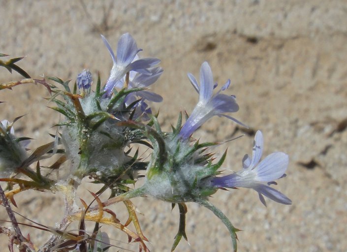 Eriastrum pluriflorum ssp. albifaux