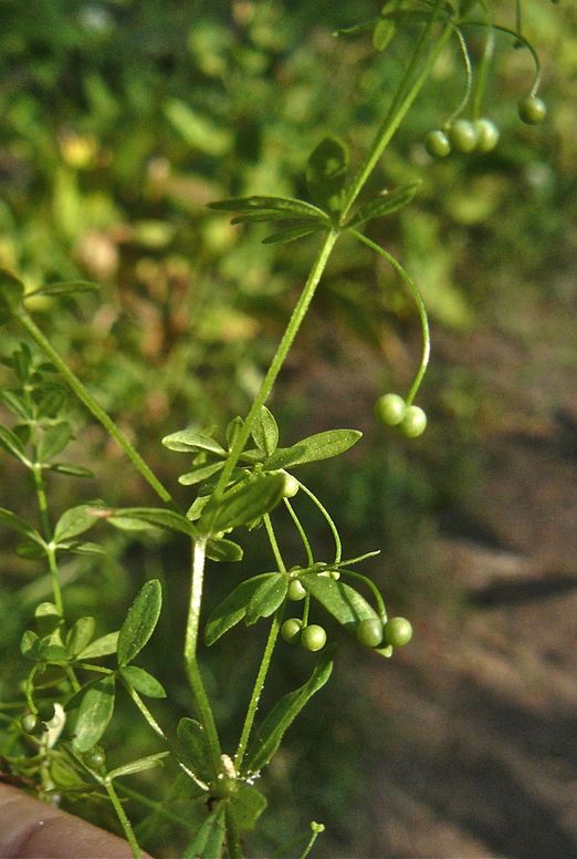 Galium trifidum ssp. columbianum