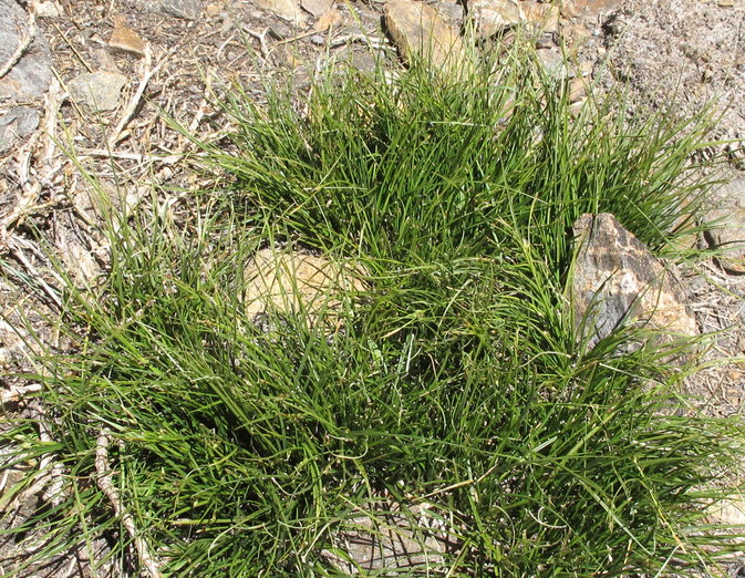 Carex deflexa var. boottii