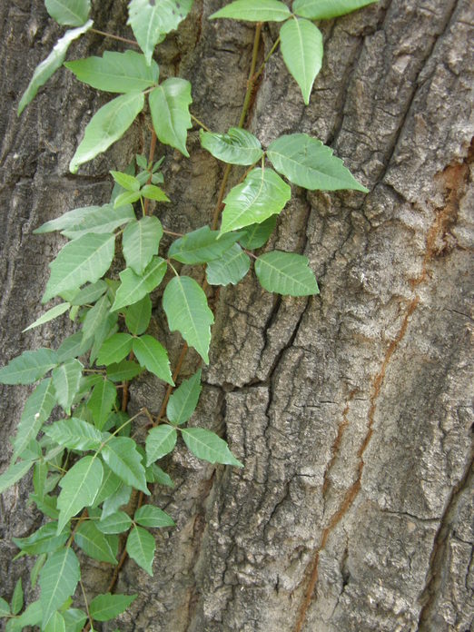 Toxicodendron radicans ssp. divaricatum