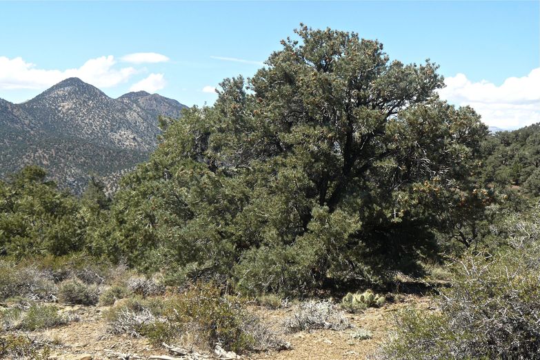 Pinus monophylla