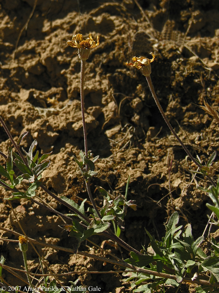 Eriophyllum lanatum var. hallii