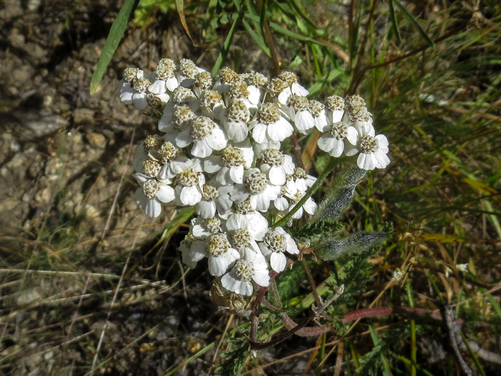 Achillea millefolium var. alpicola