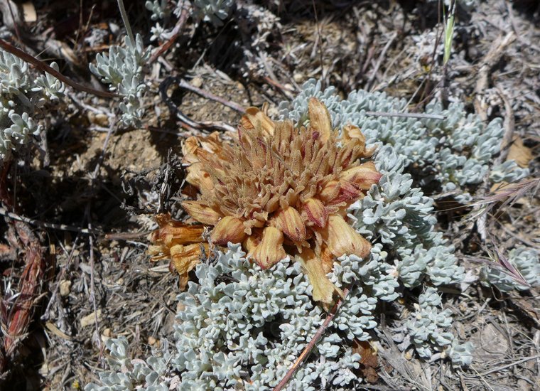 Orobanche californica ssp. feudgei