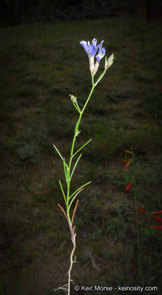 Eriastrum sapphirinum ssp. sapphirinum