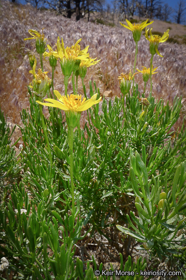 Ericameria linearifolia