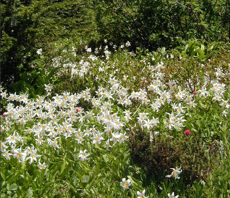 Erythronium montanum