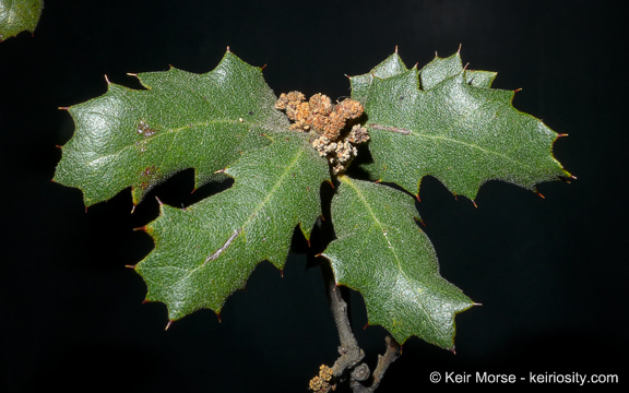 Quercus durata var. gabrielensis