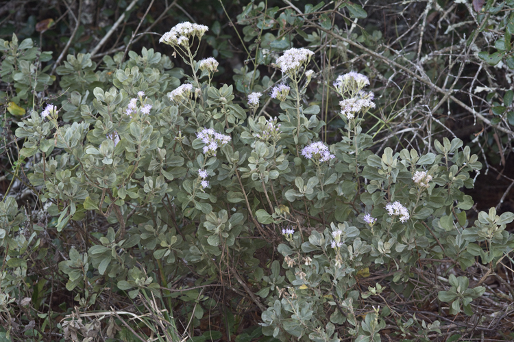 Garberia heterophylla