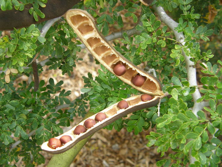 Ebenopsis ebano