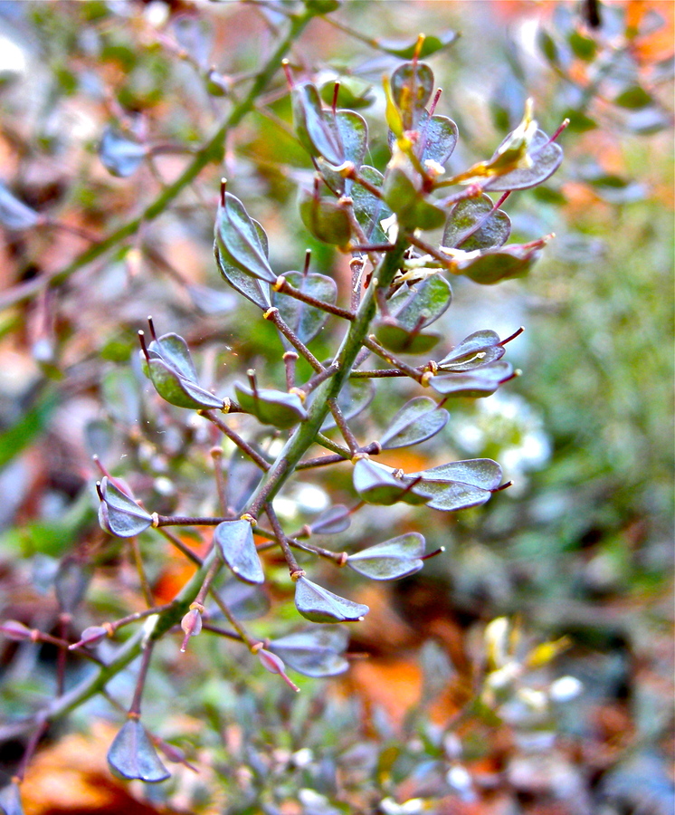 Noccaea fendleri ssp. siskiyouensis
