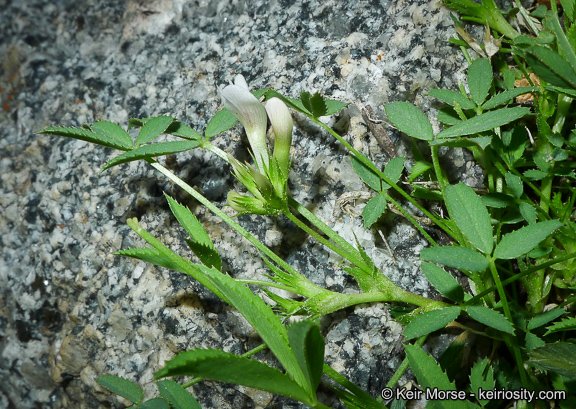 Trifolium monanthum ssp. grantianum