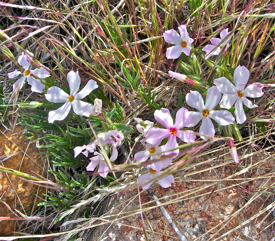 Phlox longifolia