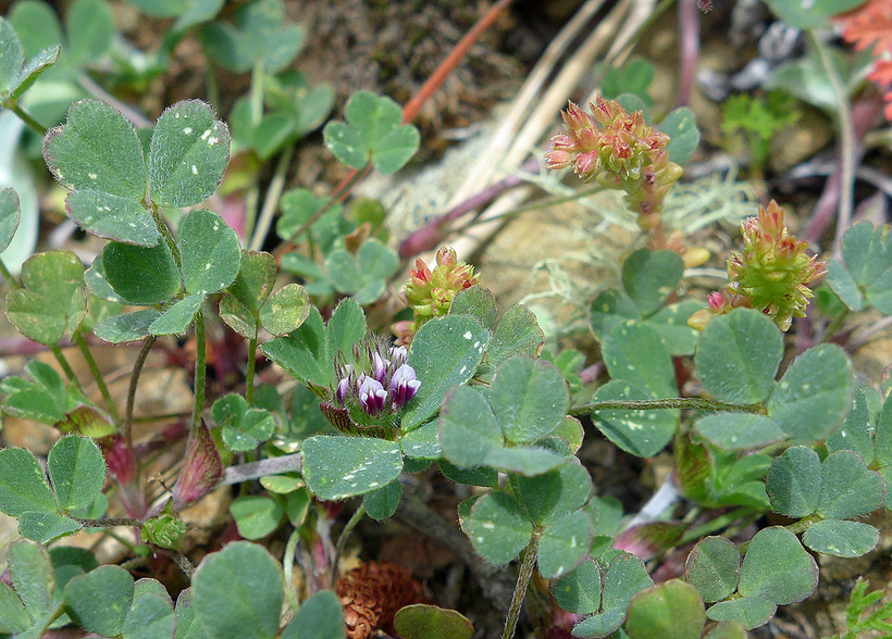 Trifolium macraei