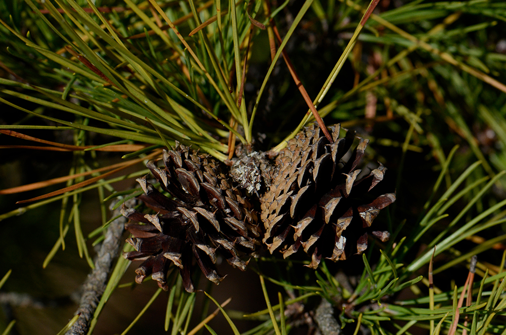 Pinus rigida