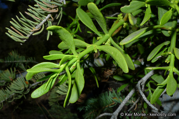 Phoradendron pauciflorum