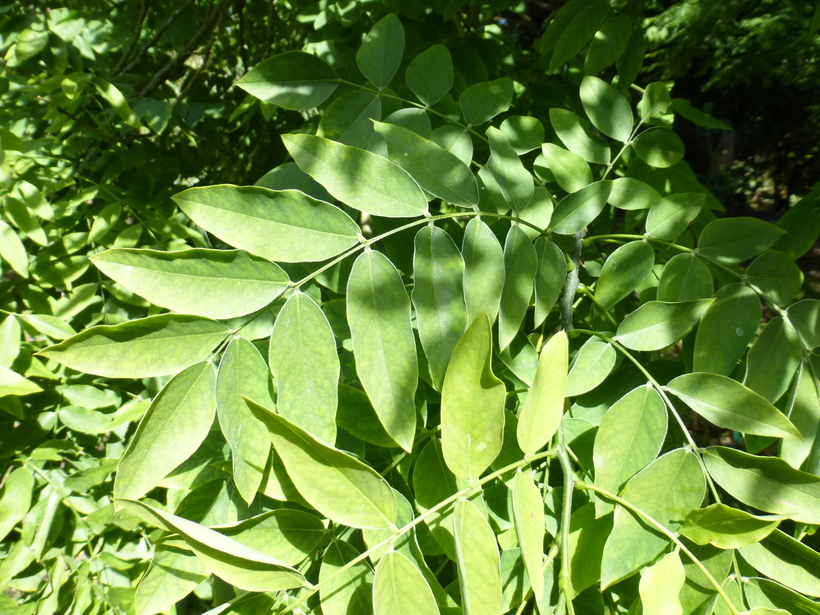 Styphnolobium japonicum