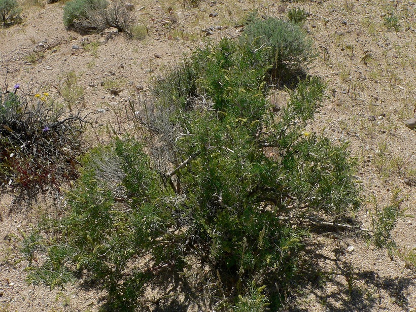 Psorothamnus arborescens